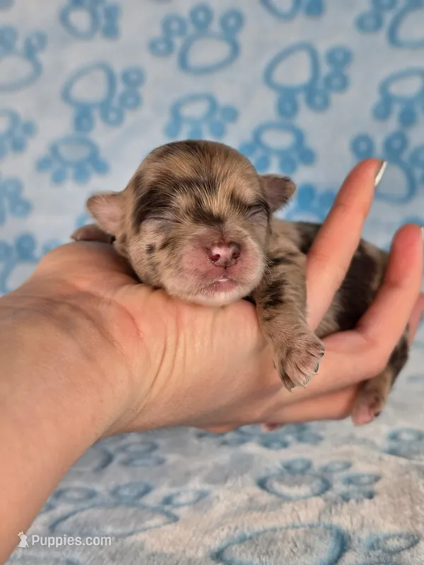Piglet AKC – Chihuahua puppy for sale in West New York, NJ