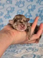 Piglet AKC, a male Chihuahua for sale in West New York, NJ – 1 of 7
