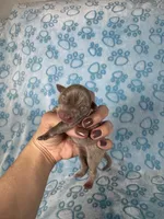Olaf , a male Chihuahua for sale in West New York, NJ – 3 of 6