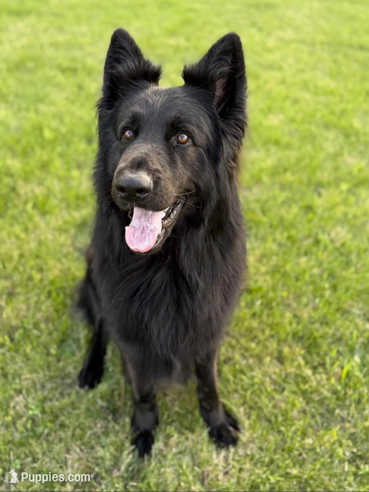 Aurora Belle , a female German Shepherd Dog for sale in Ohio, OH – Photo 3 of 3