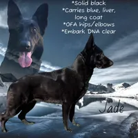 Dr Pepper, a male German Shepherd Dog for sale in Woodsfield, OH – 7 of 8