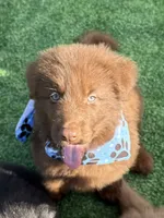 Dr Pepper, a male German Shepherd Dog for sale in Woodsfield, OH – 2 of 8