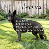 Fresca , a female German Shepherd Dog for sale in Ohio, OH – 2 of 3