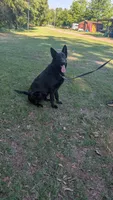 Draco, a male German Shepherd Dog for sale in Ohio, OH – 1 of 3