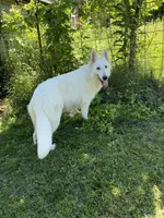 Sequoia, a female German Shepherd Dog for sale in Ohio, OH – 4 of 6