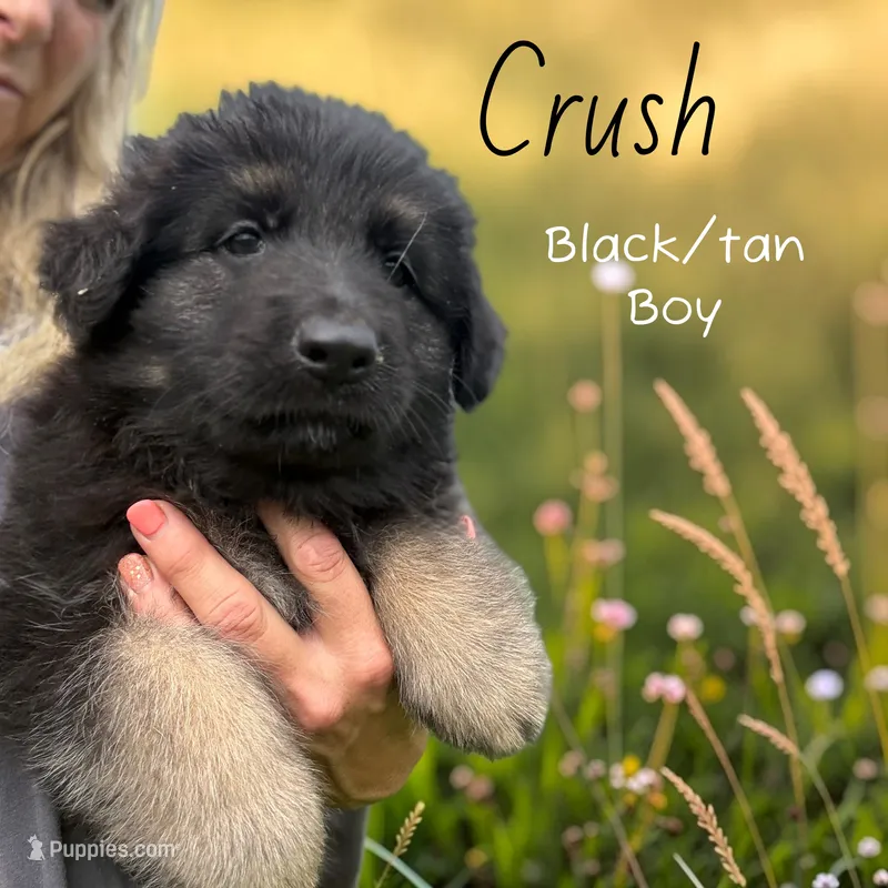 Crush – German Shepherd Dog puppy for sale in Woodsfield, OH