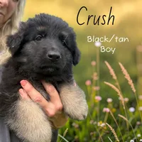 Crush, a male German Shepherd Dog for sale in Woodsfield, OH – 1 of 3
