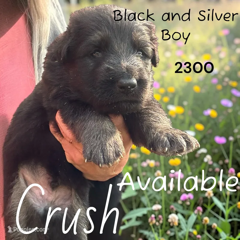 Crush – German Shepherd Dog puppy for sale in Ohio, OH