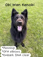 Coming soon, a  German Shepherd Dog for sale in Ohio, OH – 2 of 2