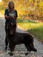 Crush, a male German Shepherd Dog for sale in Ohio, OH – 3 of 3