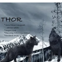 Baloo, a male German Shepherd Dog for sale in Ohio, OH – Photo 3 of 5