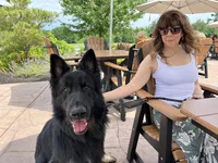 Baloo, a male German Shepherd Dog for sale in Ohio, OH – Photo 5 of 5