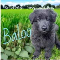 Baloo, a male German Shepherd Dog for sale in Ohio, OH – Photo 1 of 5
