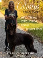 SunKist, a female German Shepherd Dog for sale in Ohio, OH – 2 of 3