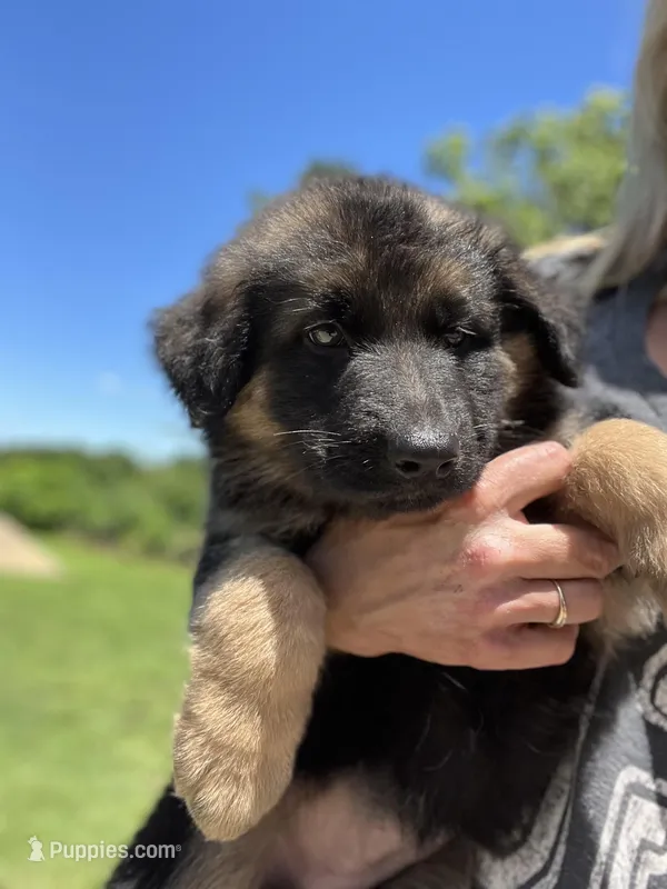 Grace, a female German Shepherd Dog for sale in Ohio, OH – Photo 1 of 3