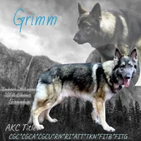 Finn, a male German Shepherd Dog for sale in Ohio, OH – Photo 3 of 4