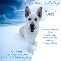 Finn, a male German Shepherd Dog for sale in Ohio, OH – Photo 4 of 4