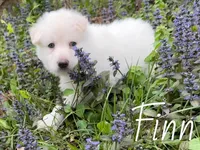 Finn, a male German Shepherd Dog for sale in Ohio, OH – Photo 2 of 4