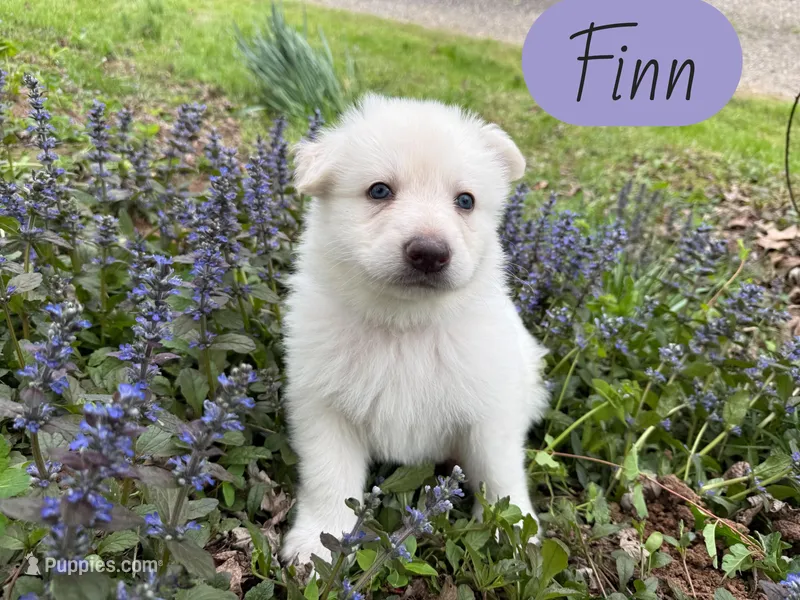 Finn – German Shepherd Dog puppy for sale in Ohio, OH