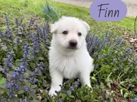 Finn, a male German Shepherd Dog for sale in Ohio, OH – Photo 1 of 4