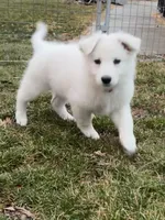 Sugar, a female German Shepherd Dog for sale in Ohio, OH – Photo 5 of 6