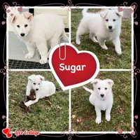 Sugar, a female German Shepherd Dog for sale in Ohio, OH – Photo 6 of 6