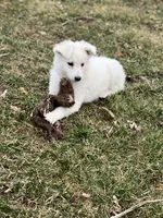 Sugar, a female German Shepherd Dog for sale in Ohio, OH – Photo 4 of 6