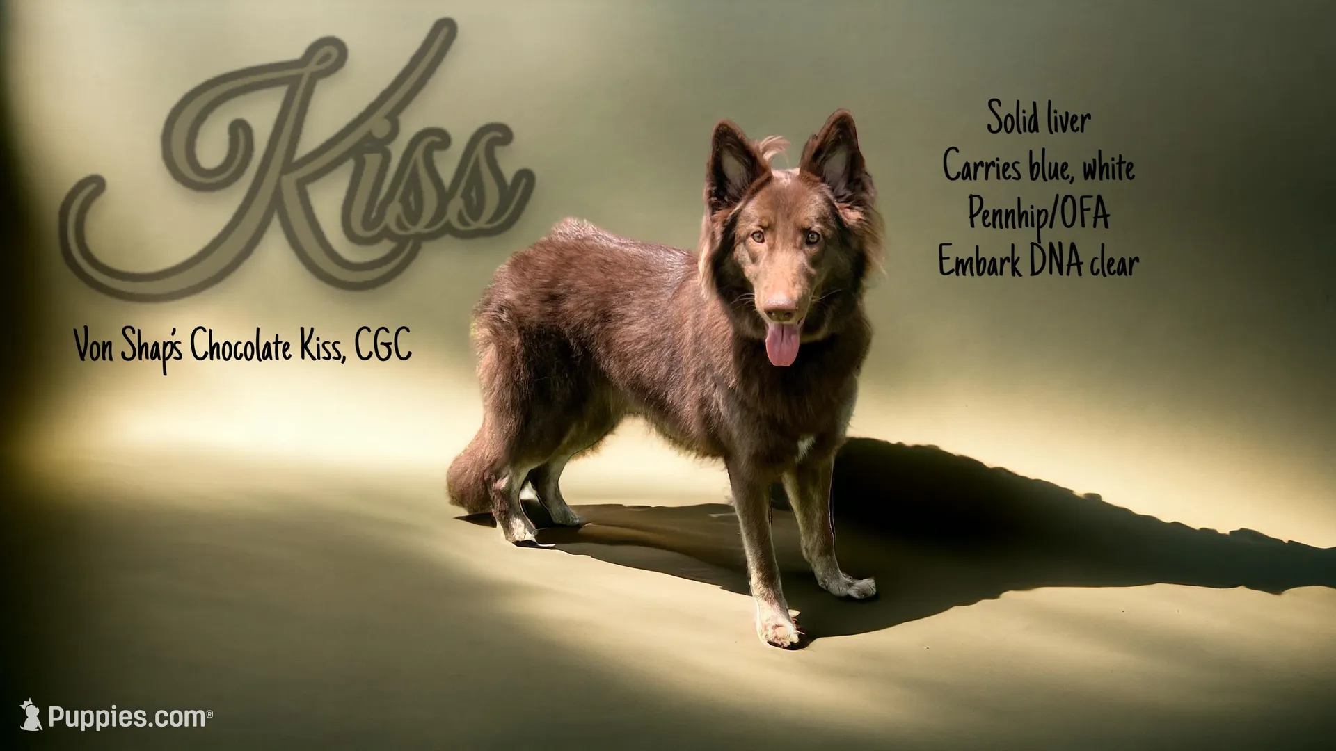 Aurora Belle , a female German Shepherd Dog for sale in Ohio, OH – Photo 2 of 3