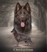 Dr Pepper, a male German Shepherd Dog for sale in Woodsfield, OH – 6 of 8