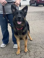 Ruby, a female German Shepherd Dog for sale in Ohio, OH – Photo 1 of 4