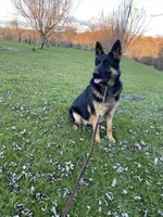 Ruby, a female German Shepherd Dog for sale in Ohio, OH – Photo 3 of 4