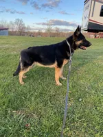 Ruby, a female German Shepherd Dog for sale in Ohio, OH – Photo 4 of 4