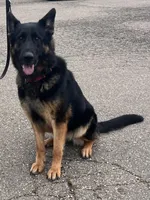 Ruby, a female German Shepherd Dog for sale in Ohio, OH – Photo 2 of 4