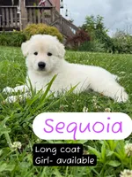 Sequoia, a female German Shepherd Dog for sale in Ohio, OH – 2 of 6