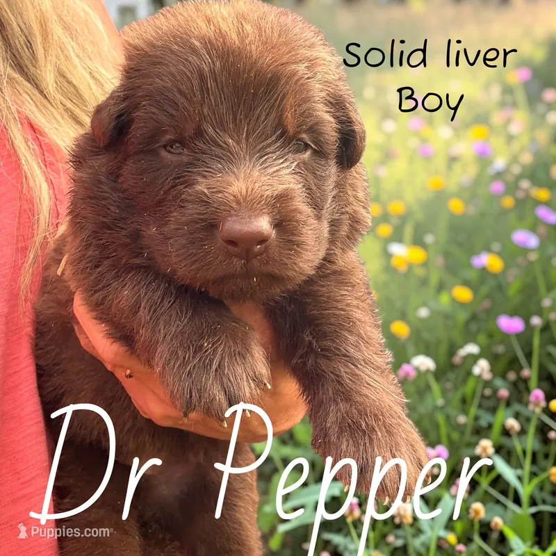 Dr Pepper – German Shepherd Dog puppy for sale in Ohio, OH