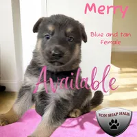 Merry, a female German Shepherd Dog for sale in Ohio, OH – Photo 4 of 4
