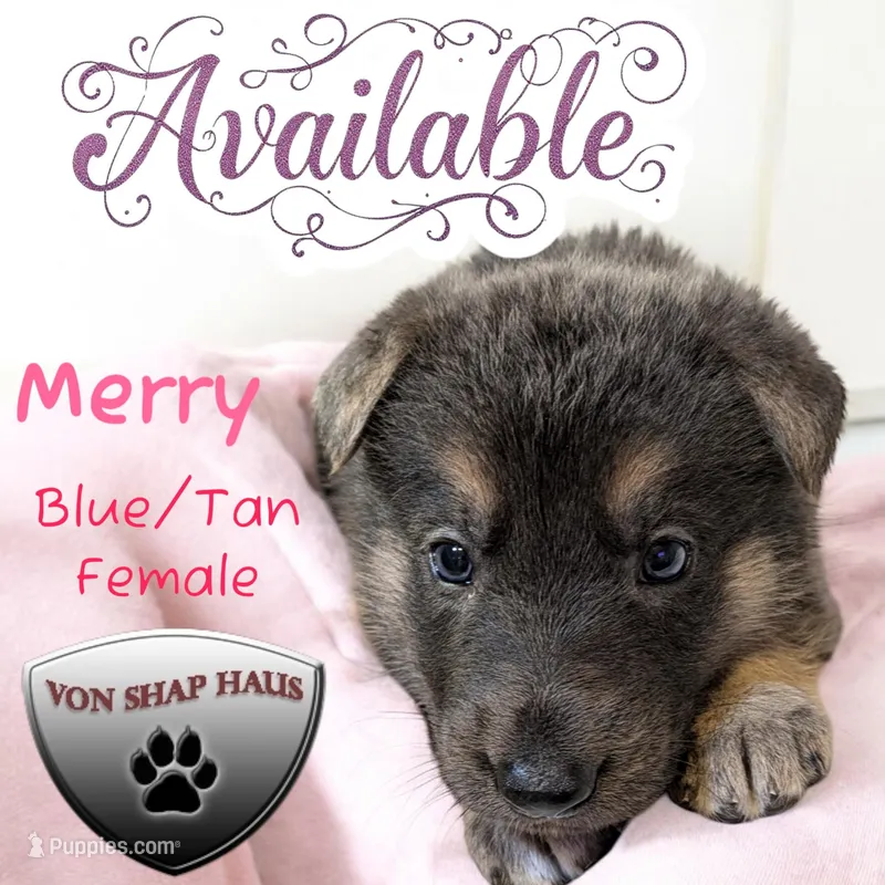 Merry, a female German Shepherd Dog for sale in Ohio, OH – Photo 1 of 4