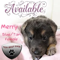 Merry, a female German Shepherd Dog for sale in Ohio, OH – Photo 1 of 4