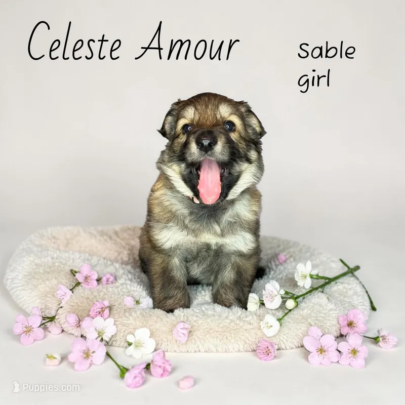 Sable  – German Shepherd Dog puppy for sale in Ohio, OH