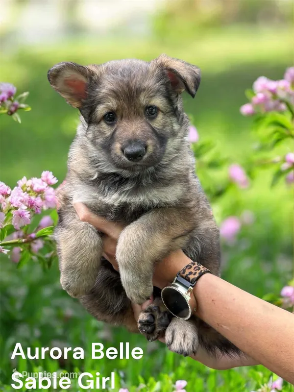 Aurora Belle  – German Shepherd Dog puppy for sale in Ohio, OH