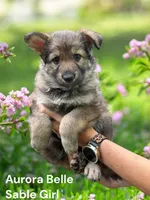 Aurora Belle , a female German Shepherd Dog for sale in Ohio, OH – Photo 1 of 3