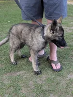 Sable Boy, a male German Shepherd Dog for sale in Ohio, OH – 2 of 2