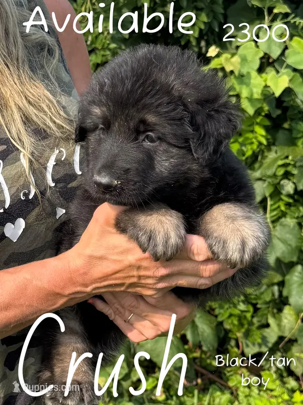 Crush – German Shepherd Dog puppy for sale in Ohio, OH