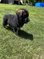 Grace, a female German Shepherd Dog for sale in Ohio, OH – Photo 3 of 3