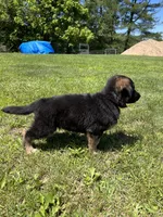 Grace, a female German Shepherd Dog for sale in Ohio, OH – Photo 2 of 3