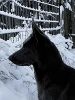 Juno, a female German Shepherd Dog for sale in Ohio, OH – Photo 4 of 5