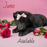 Juno, a female German Shepherd Dog for sale in Ohio, OH – Photo 3 of 5