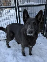 Juno, a female German Shepherd Dog for sale in Ohio, OH – Photo 5 of 5