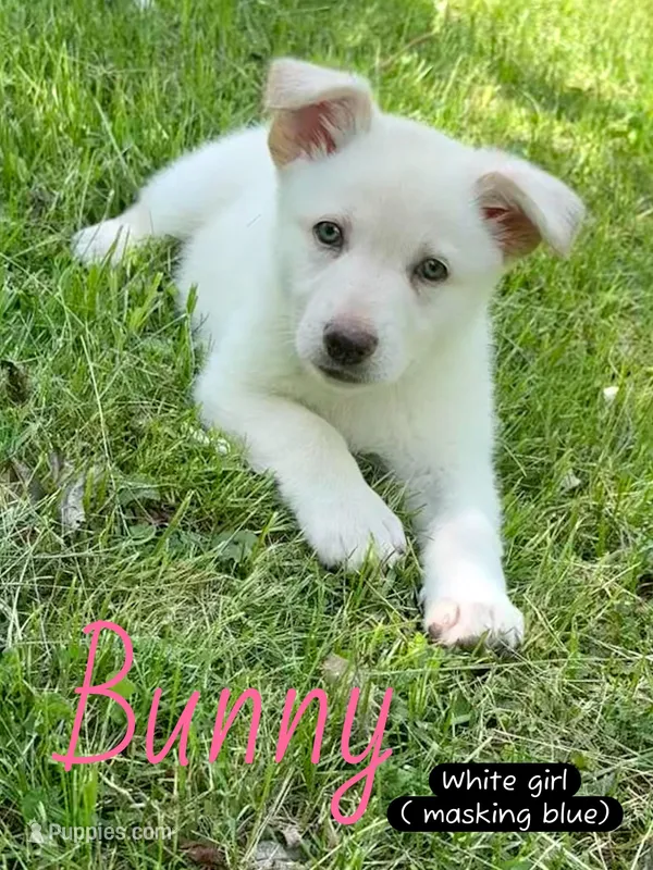 Bunny – German Shepherd Dog puppy for sale in Ohio, OH