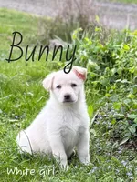Bunny, a female German Shepherd Dog for sale in Ohio, OH – Photo 2 of 4